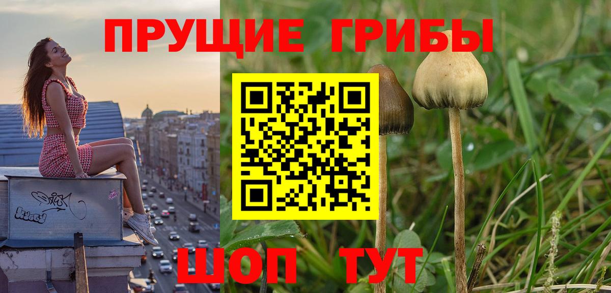 Галлюциногенные грибы мицелий Выборг